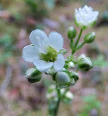 Attēlu rezultāti vaicājumam “Arenaria procera”