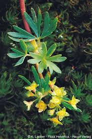 Attēlu rezultāti vaicājumam “Alchemilla subcrenata  flower”