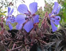 Attēlu rezultāti vaicājumam “Geranium pratense flower”