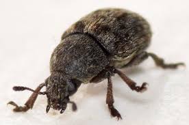 Attēlu rezultāti vaicājumam “Anthribus nebulosus”