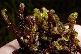 Attēlu rezultāti vaicājumam “Drepanocladus lycopodioides”