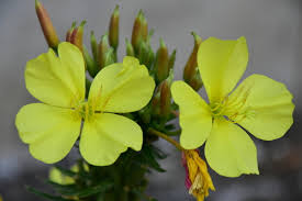 Image result for Oenothera odorata