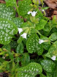 Image result for Pulmonaria officinalis