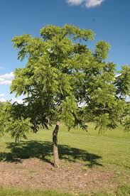 Attēlu rezultāti vaicājumam “Juglans nigra”