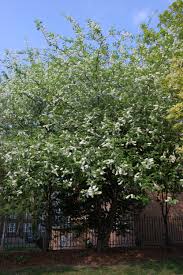 Attēlu rezultāti vaicājumam “Prunus padus var. roseiflora”