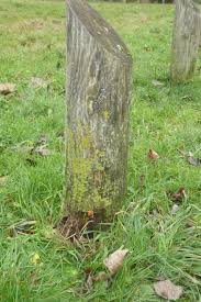 Attēlu rezultāti vaicājumam “Heterotrichia ferruginea (syn. Arcyria ferruginea)”