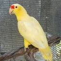 Buttercream Yellow Mutation Red-Lored Amazon | Voren's Aviaries Inc