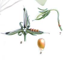 Attēlu rezultāti vaicājumam “Viola riviniana fruit”