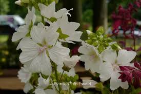 Attēlu rezultāti vaicājumam “Malva moschata alba flower”