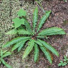 Attēlu rezultāti vaicājumam “Blechnum spicant”