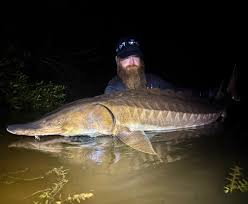 Image result for Acipenser desotoi