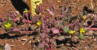 Attēlu rezultāti vaicājumam “Portulaca oleracea leaf”