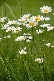 Attēlu rezultāti vaicājumam “Leucanthemum vulgare”