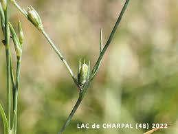 Attēlu rezultāti vaicājumam “Juncus capitatus fruit”