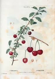 Attēlu rezultāti vaicājumam “Cerasus”