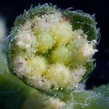 Attēlu rezultāti vaicājumam “Chenopodium acerifolium leaf”