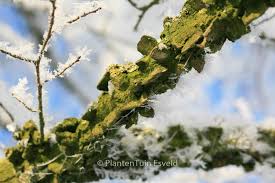 Attēlu rezultāti vaicājumam “Ulmus minor f. suberosa”