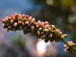 Attēlu rezultāti vaicājumam “Persicaria maculosa flower”