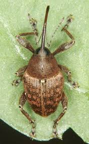 Attēlu rezultāti vaicājumam “Curculio venosus”