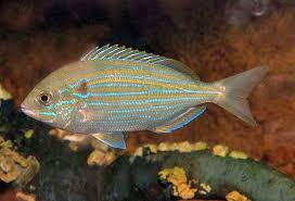 Image result for Archosargus rhomboidalis