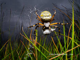 Attēlu rezultāti vaicājumam “Argiope bruennichi”