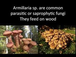 Attēlu rezultāti vaicājumam “Armillaria sp.”