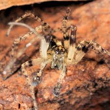 Attēlu rezultāti vaicājumam “Anyphaena accentuata male”