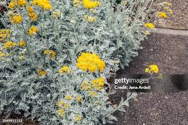 Image result for Cineraria maritima