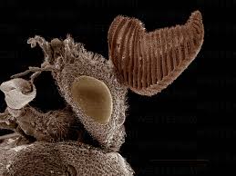 Attēlu rezultāti vaicājumam “Diprion pini”