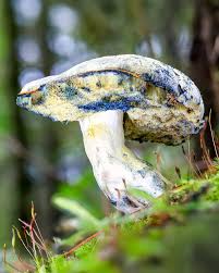 Attēlu rezultāti vaicājumam “Gyroporus cyanescens”