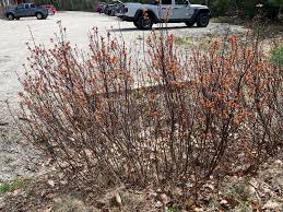 Attēlu rezultāti vaicājumam “Myrica gale”