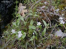 Attēlu rezultāti vaicājumam “Claytonia sibirica flower”