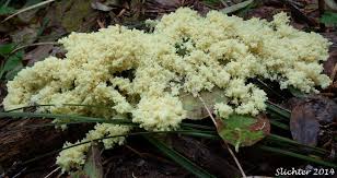 Attēlu rezultāti vaicājumam “Brefeldia maxima plasmodium”