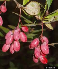 Attēlu rezultāti vaicājumam “Berberis vulgaris fruit”