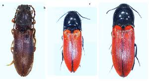 Attēlu rezultāti vaicājumam “Ampedus sp.”