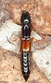 Attēlu rezultāti vaicājumam “Grynocharis oblonga”