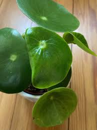 「銅錢草」的圖片搜尋結果