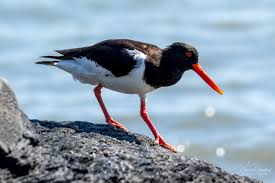 Attēlu rezultāti vaicājumam “Haematopus ostralegus”