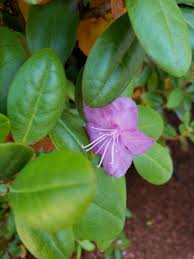 Attēlu rezultāti vaicājumam “Rhododendron catawbiense flower”