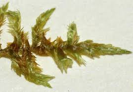 Attēlu rezultāti vaicājumam “Calliergon megalophyllum”