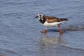 Attēlu rezultāti vaicājumam “Arenaria interpres adult”