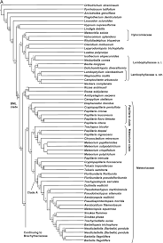 Attēlu rezultāti vaicājumam “Neckera complanata sporophyte”