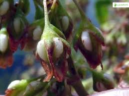 Attēlu rezultāti vaicājumam “Rumex hydrolapathum fruit”