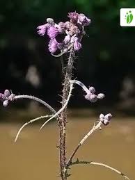 Attēlu rezultāti vaicājumam “Cirsium palustre fruit”