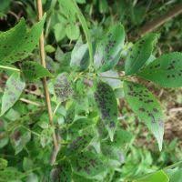 Attēlu rezultāti vaicājumam “Mycosphaerella ulmi”