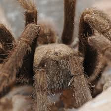 Attēlu rezultāti vaicājumam “Aphodius subterraneus imago”