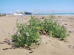 Attēlu rezultāti vaicājumam “Cakile maritima subsp. baltica leaf”
