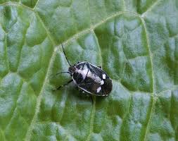 Attēlu rezultāti vaicājumam “Eurydema dominulus imago”