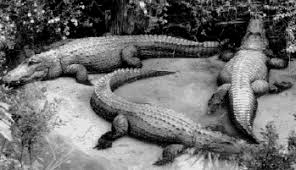 Картинки по запросу ...ЃРёРЅС‚РµР·Р°С‚РѕСЂ