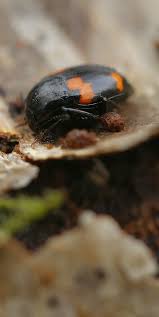 Attēlu rezultāti vaicājumam “Scaphidium quadrimaculatum”